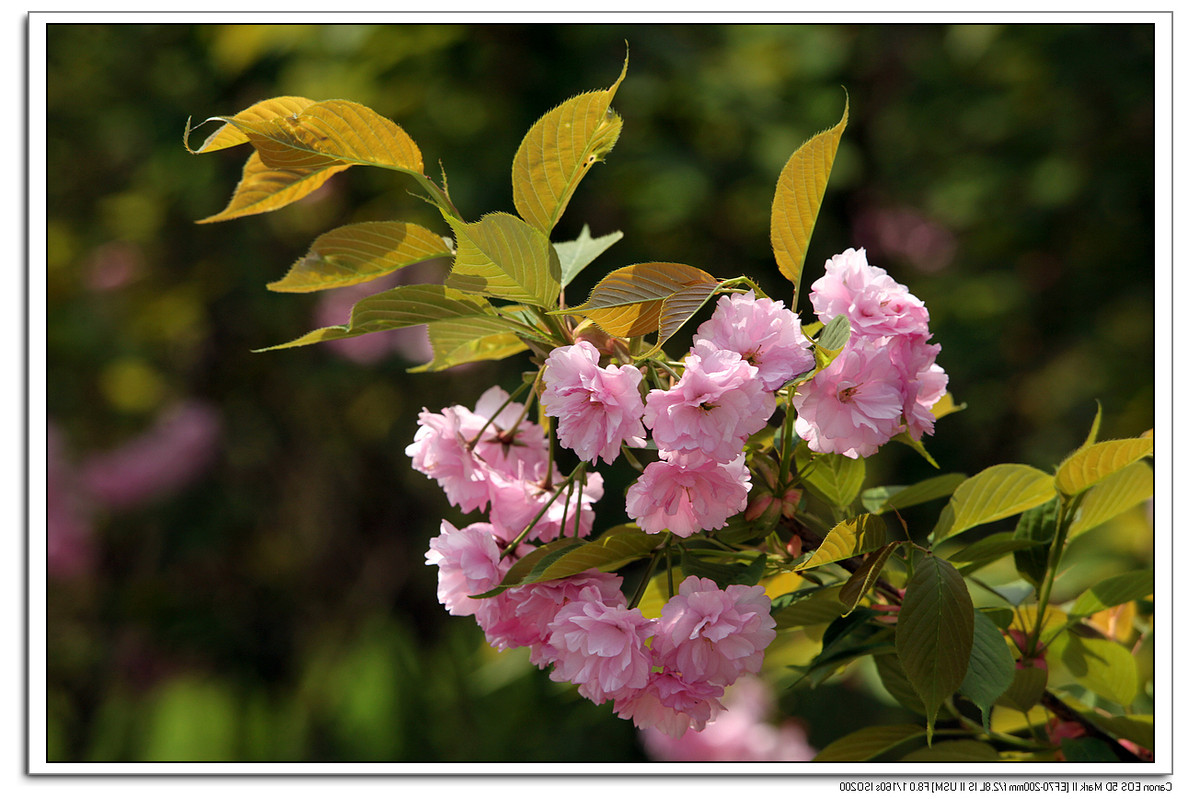 樱花和杜鹃花