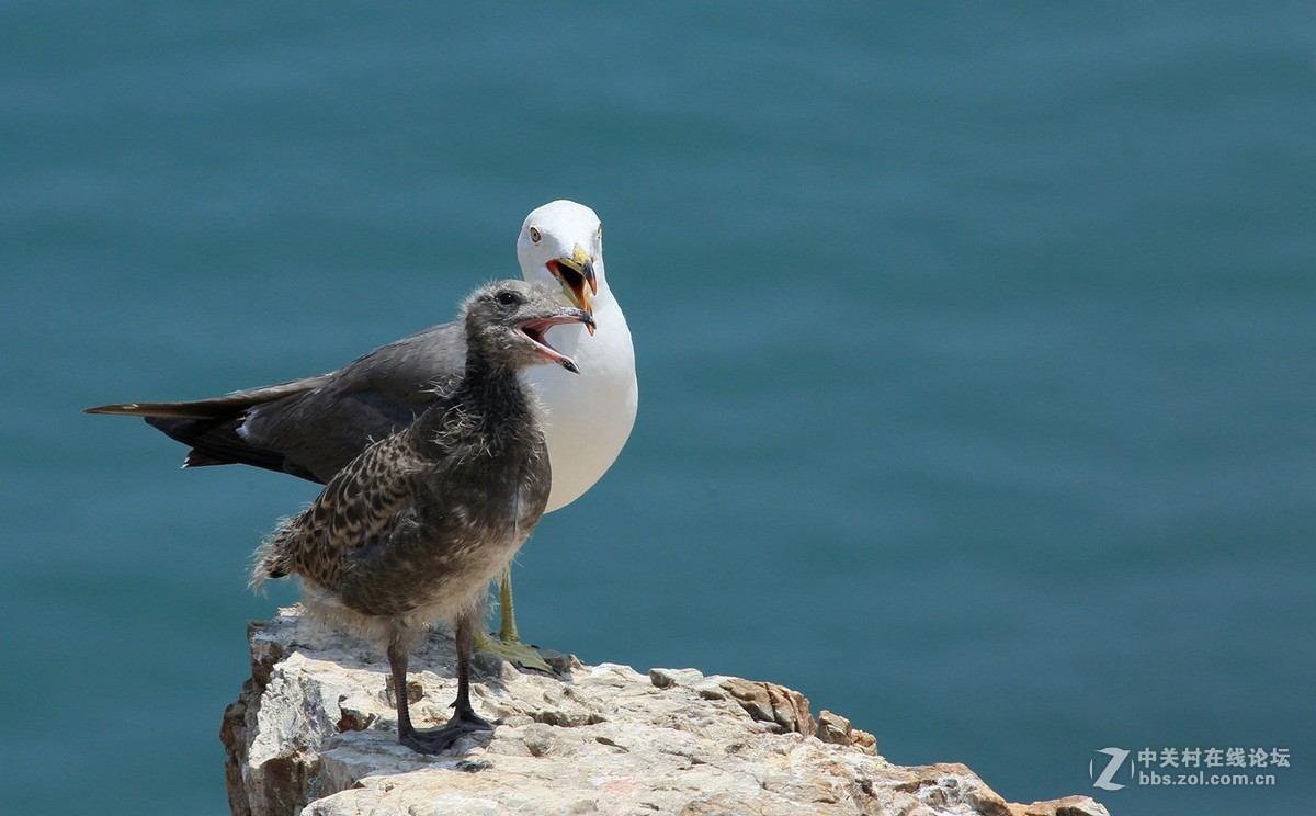母女情深---黑尾鸥