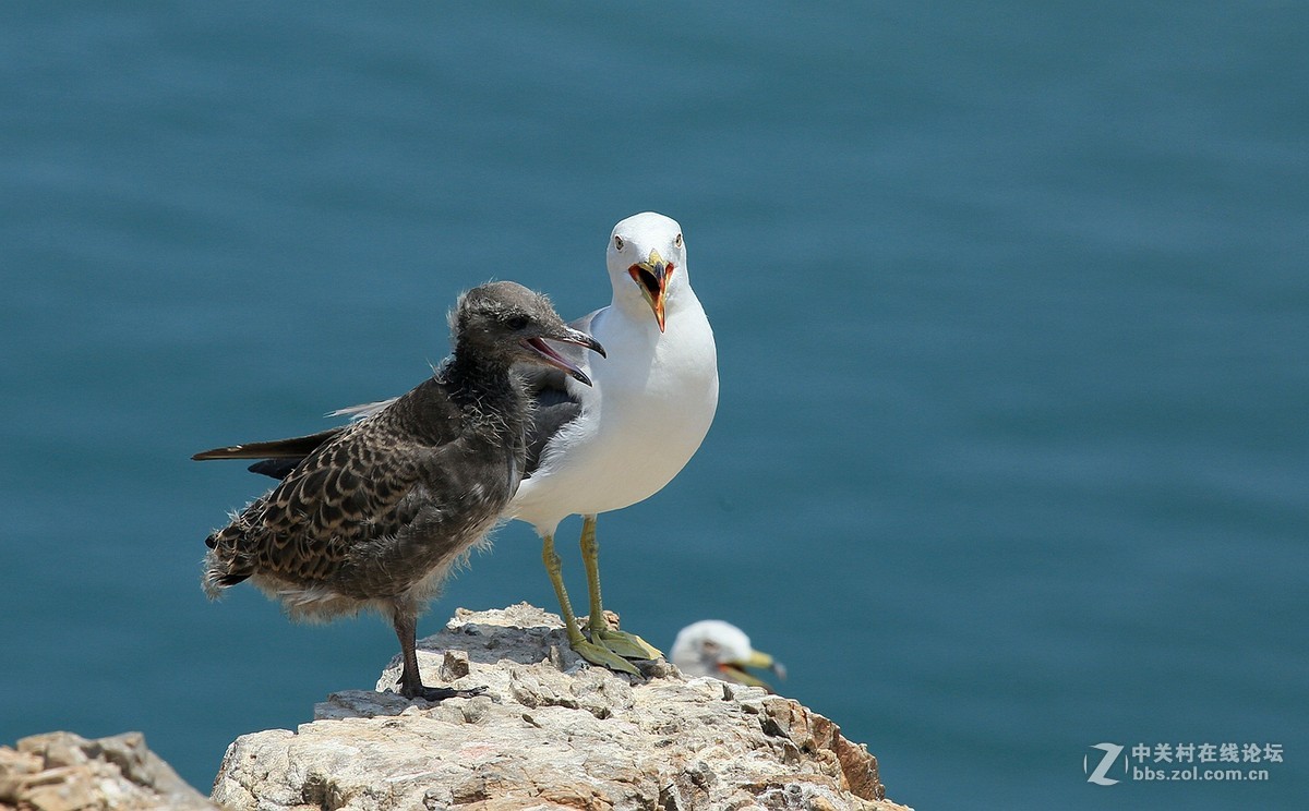 母女情深---黑尾鸥