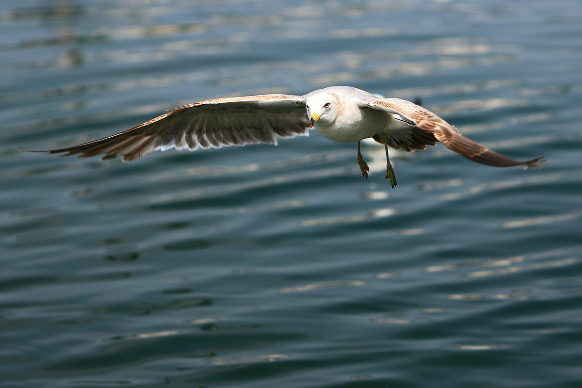 亲爱的，你慢慢飞