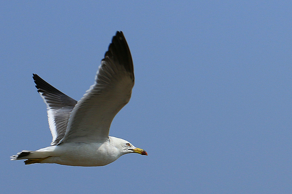 亲爱的，你慢慢飞