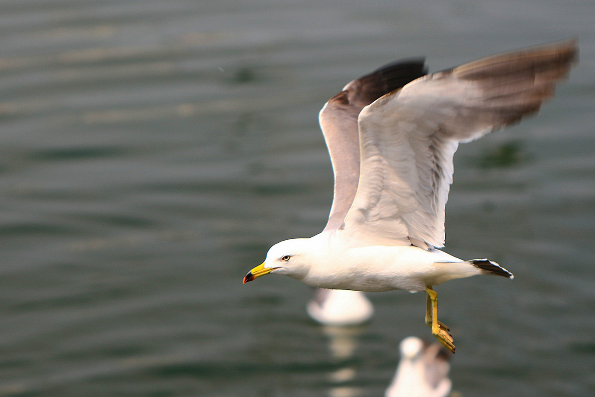 亲爱的，你慢慢飞
