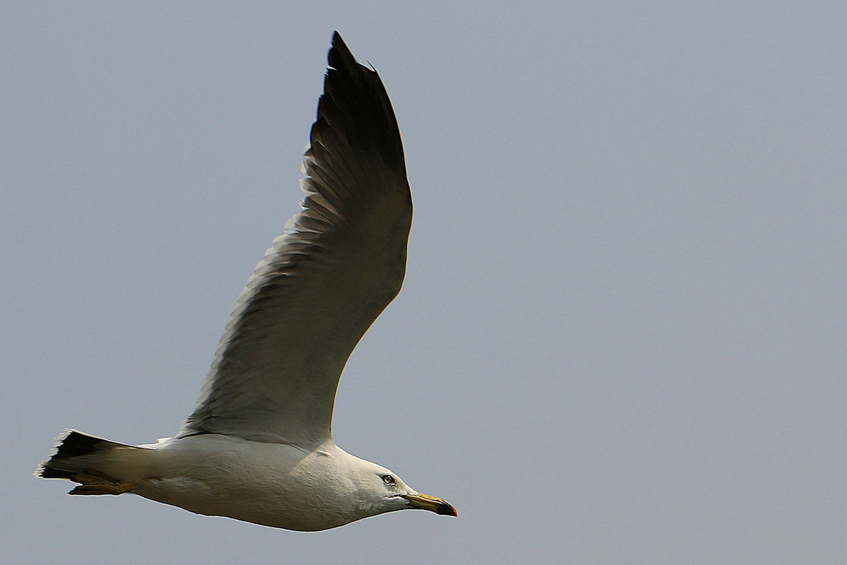 亲爱的，你慢慢飞