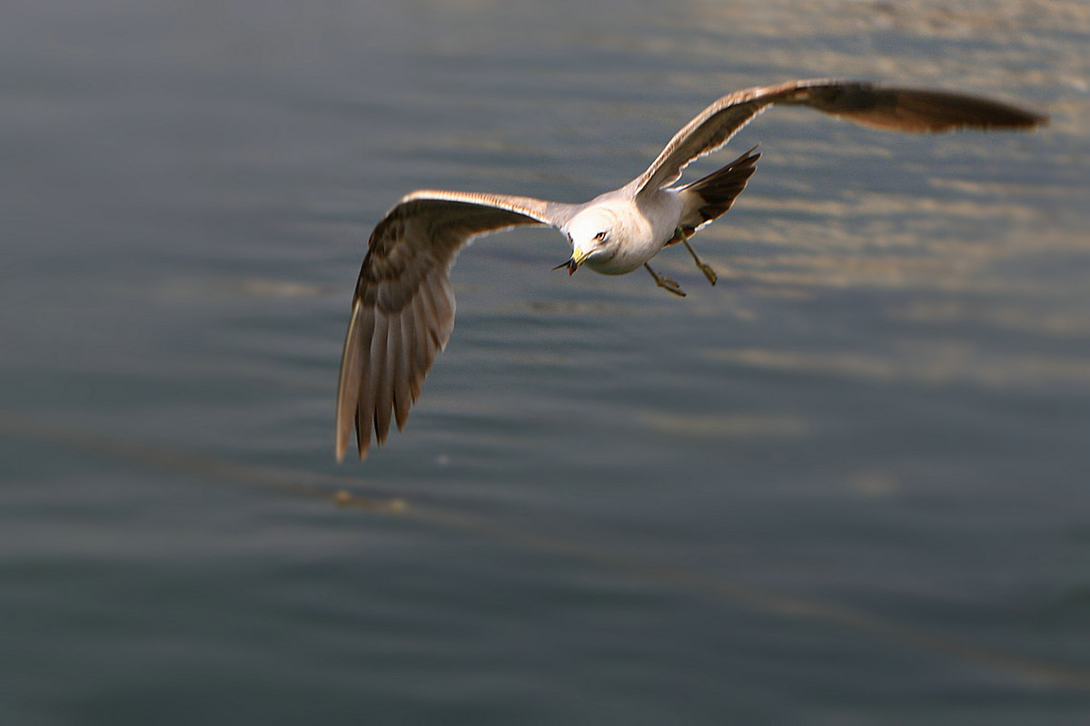 亲爱的，你慢慢飞