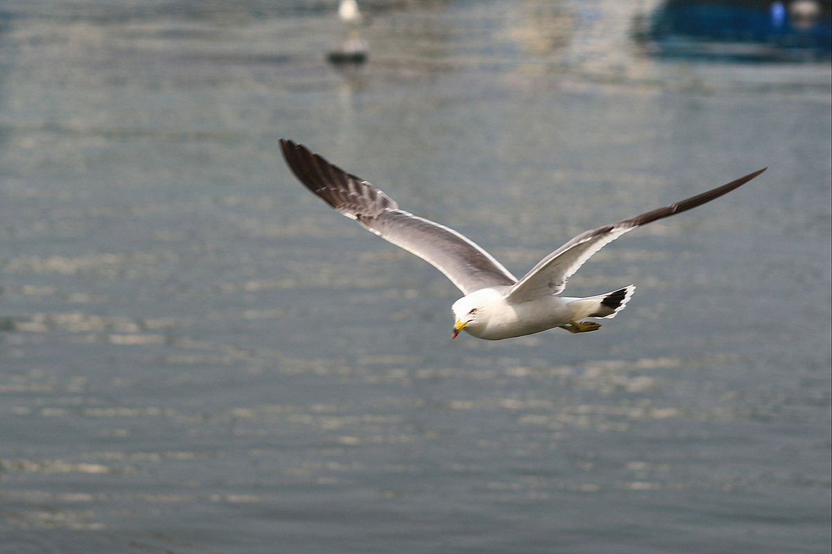 亲爱的，你慢慢飞