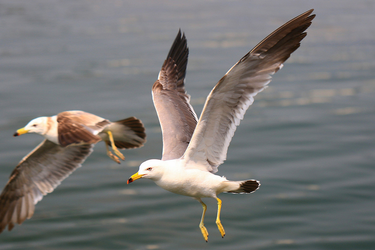 亲爱的，你慢慢飞