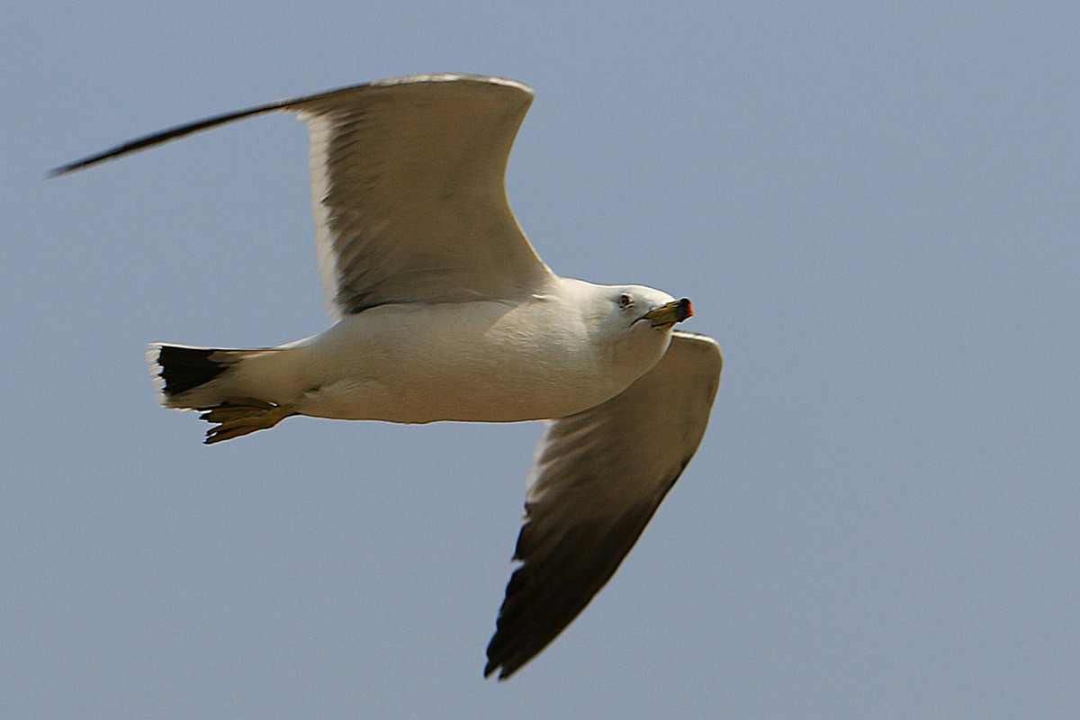 亲爱的，你慢慢飞