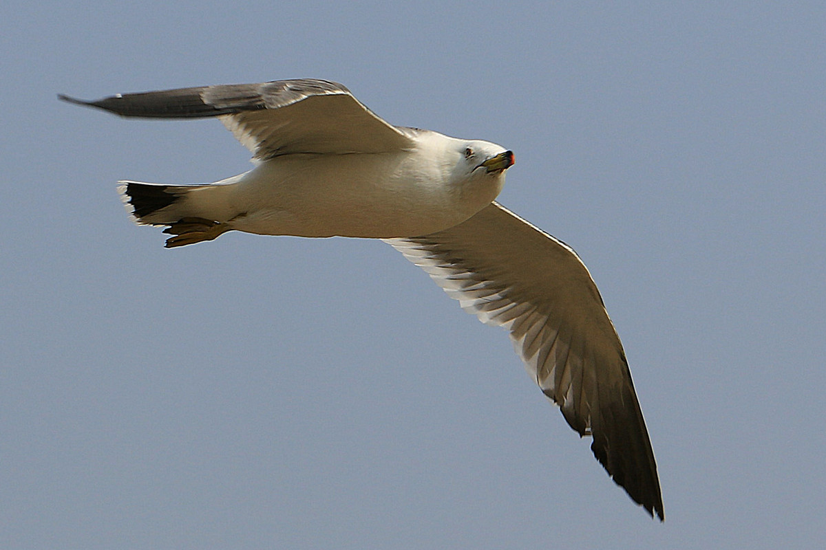 亲爱的，你慢慢飞