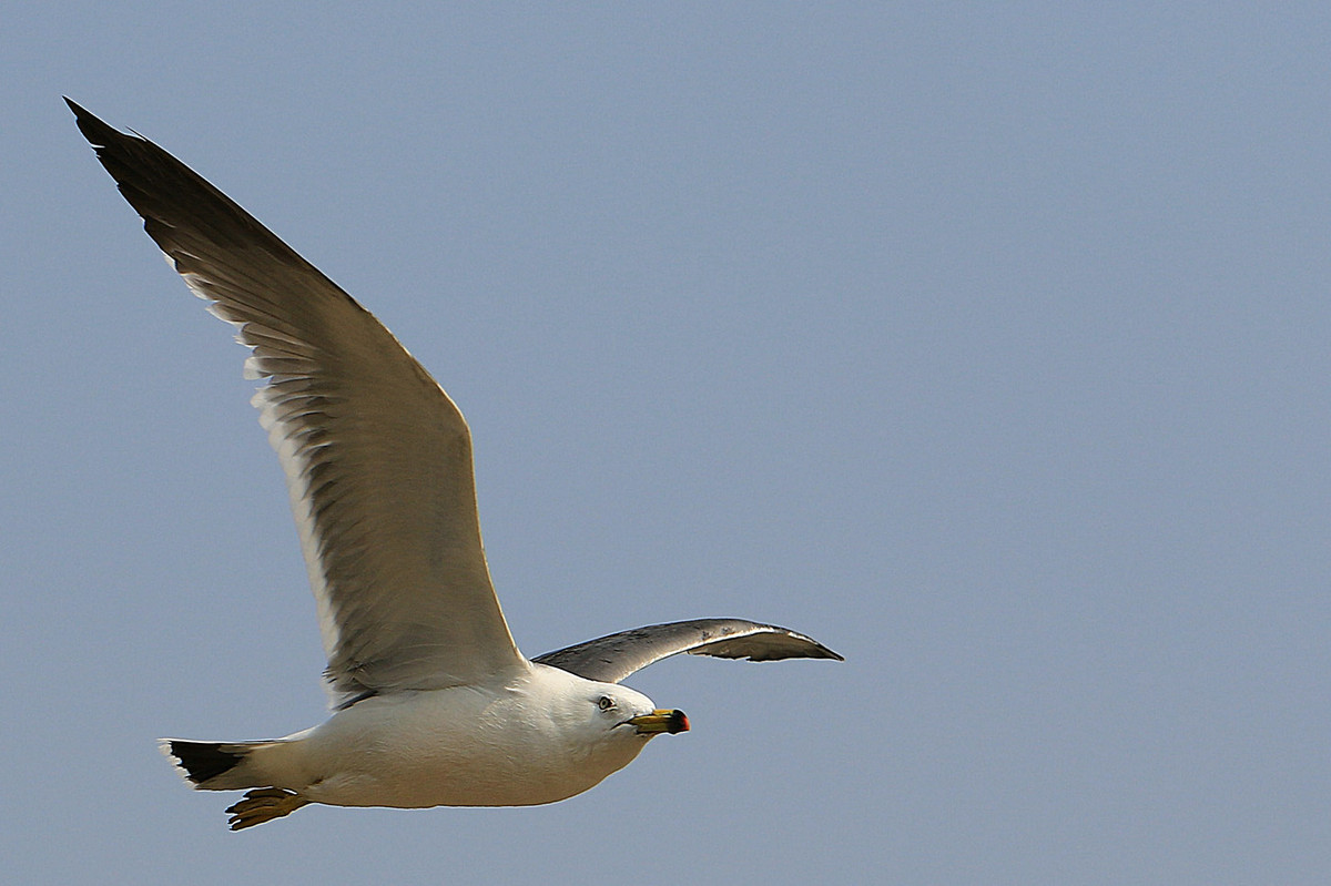 亲爱的，你慢慢飞