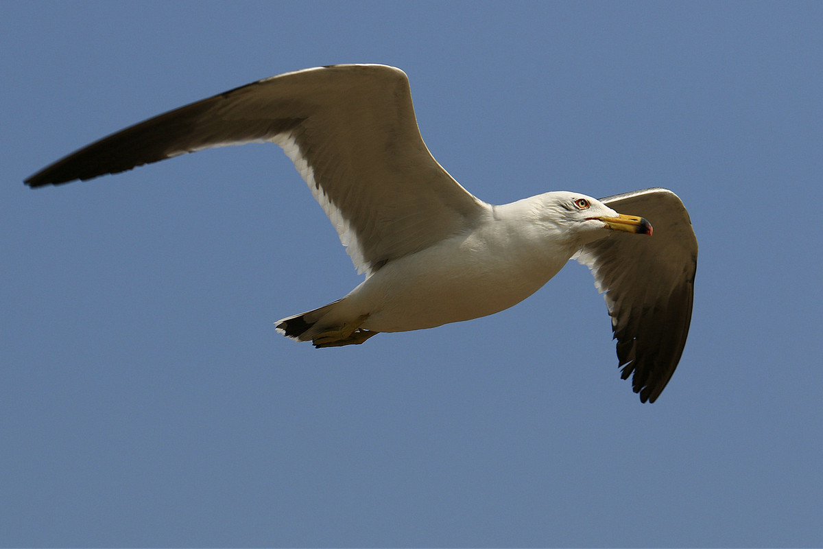 亲爱的，你慢慢飞