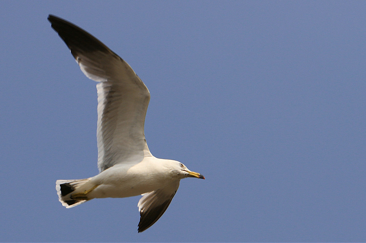 亲爱的，你慢慢飞
