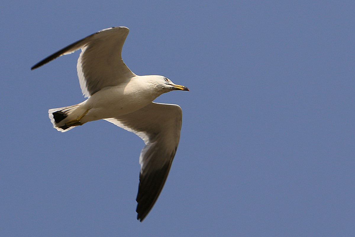 亲爱的，你慢慢飞