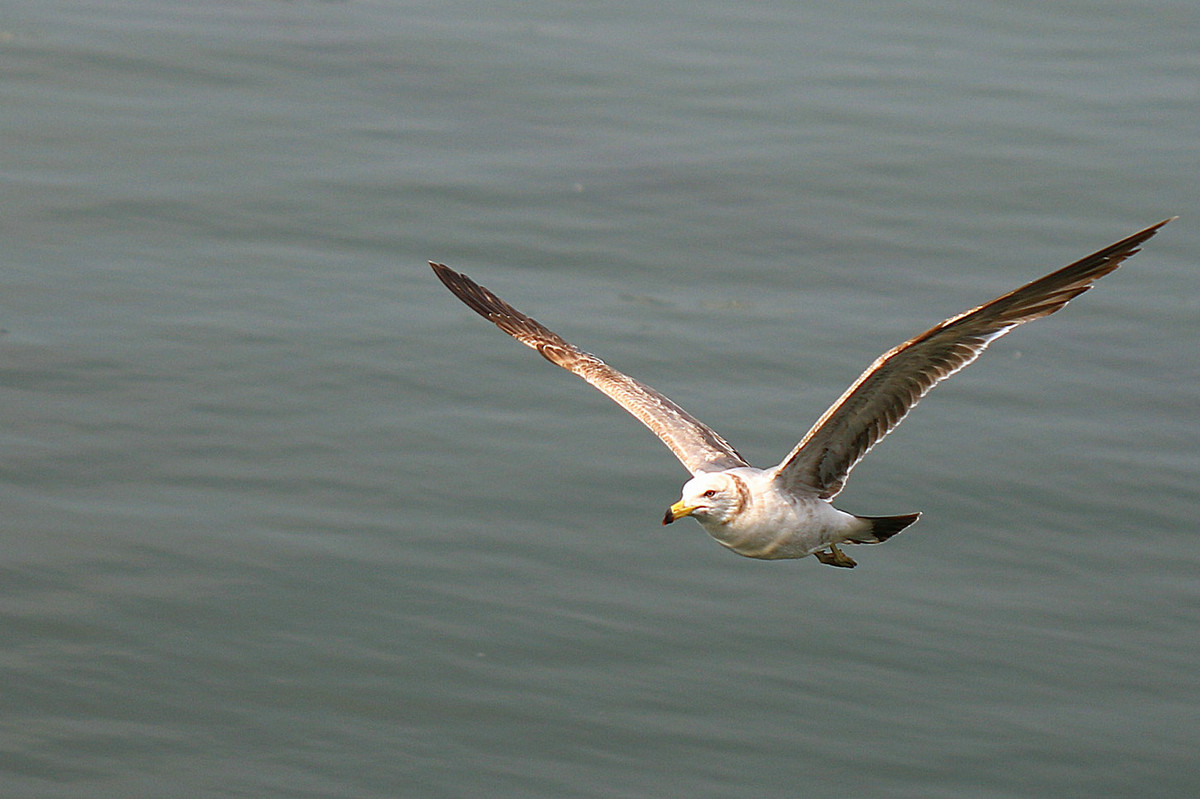 亲爱的，你慢慢飞