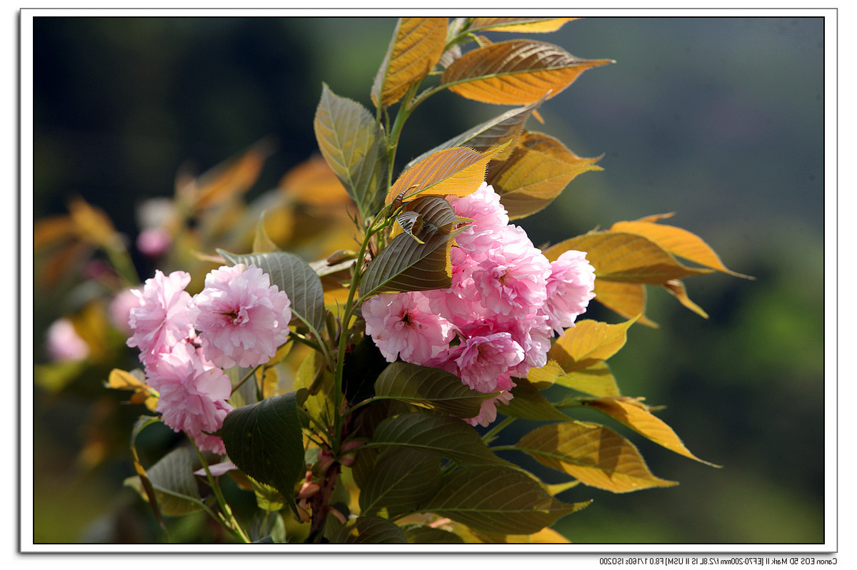 樱花和杜鹃花