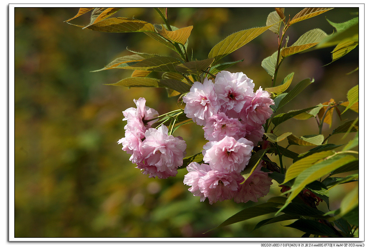 樱花和杜鹃花