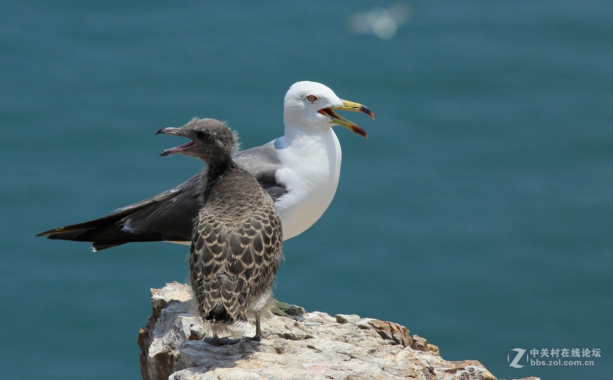 母女情深---黑尾鸥