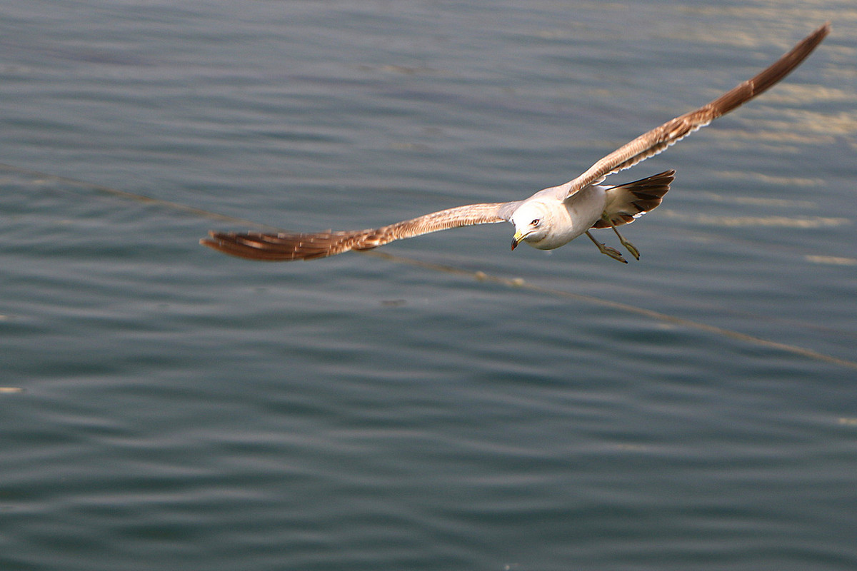 亲爱的，你慢慢飞