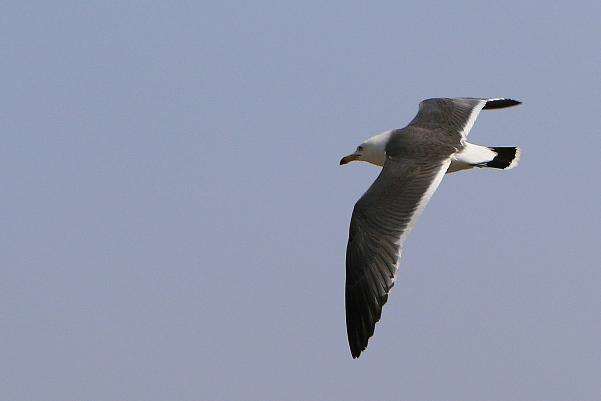 亲爱的，你慢慢飞
