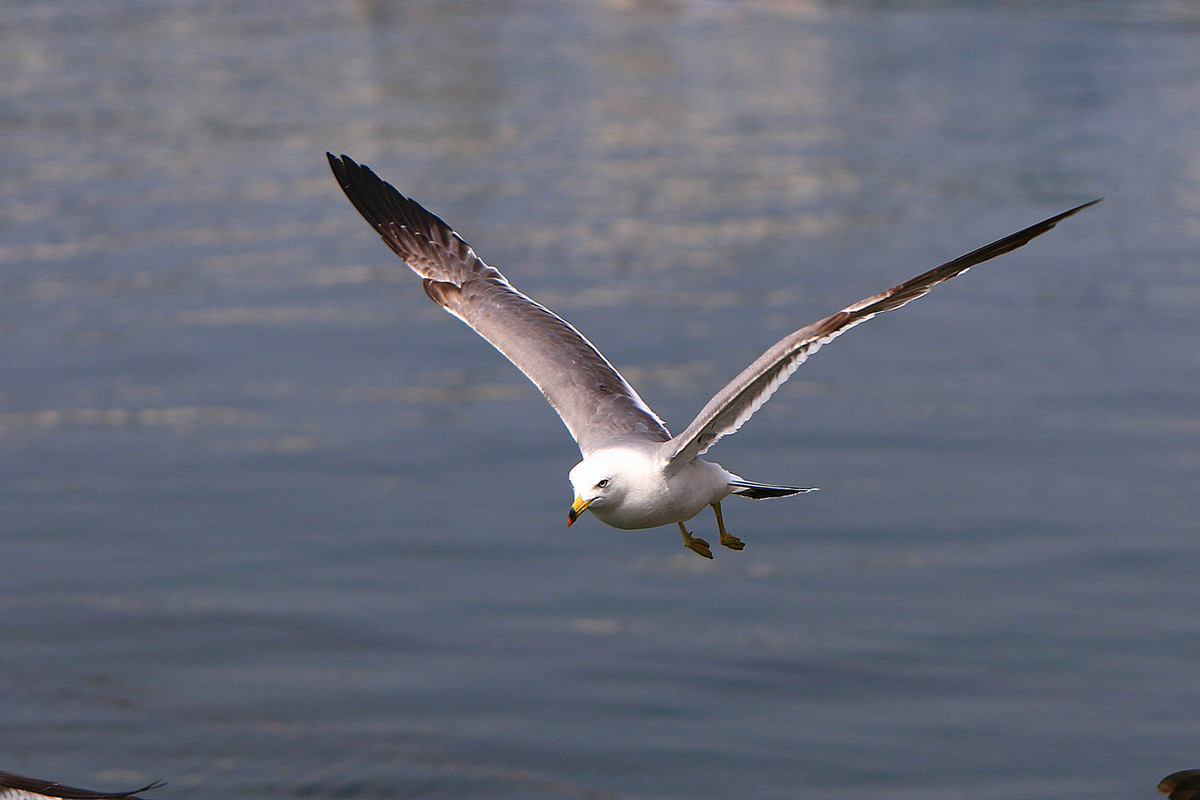 亲爱的，你慢慢飞