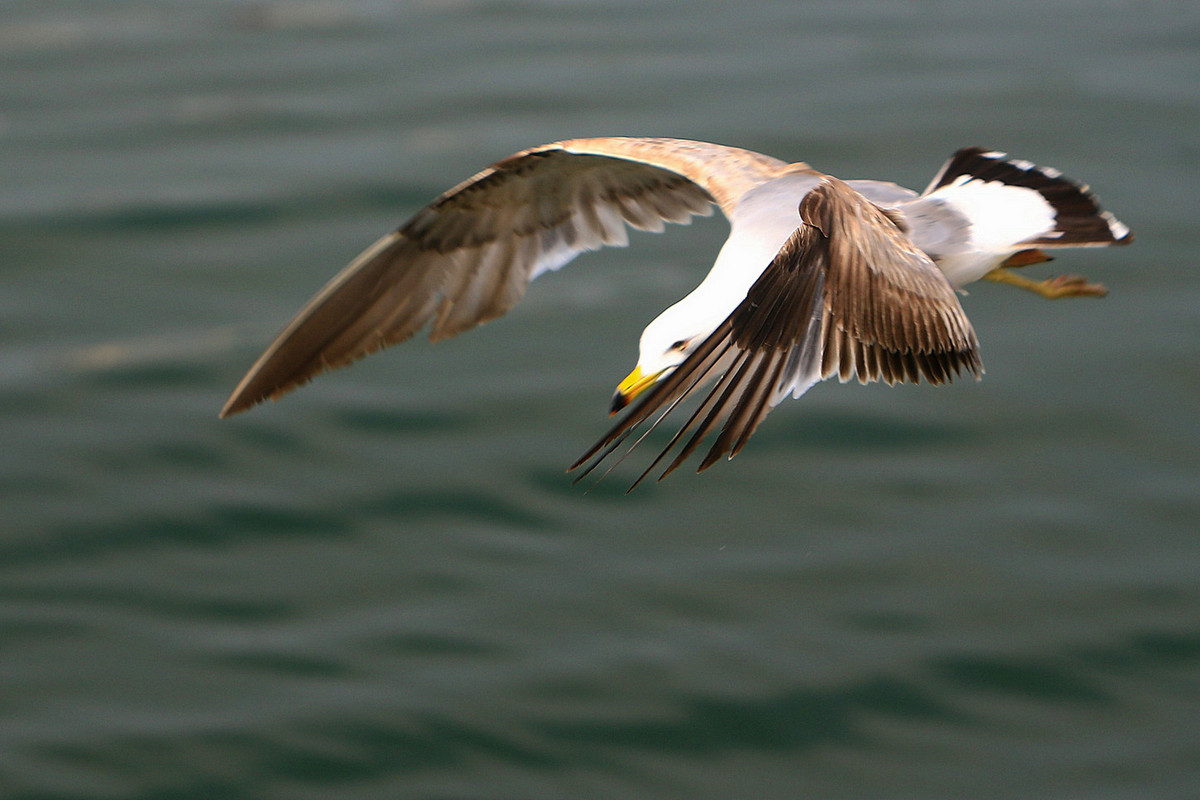 亲爱的，你慢慢飞