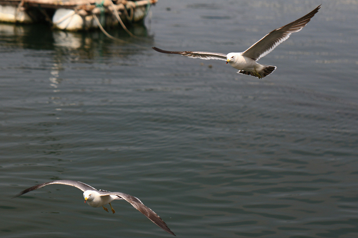 亲爱的，你慢慢飞
