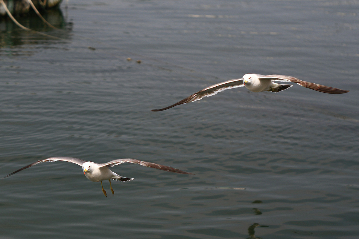 亲爱的，你慢慢飞