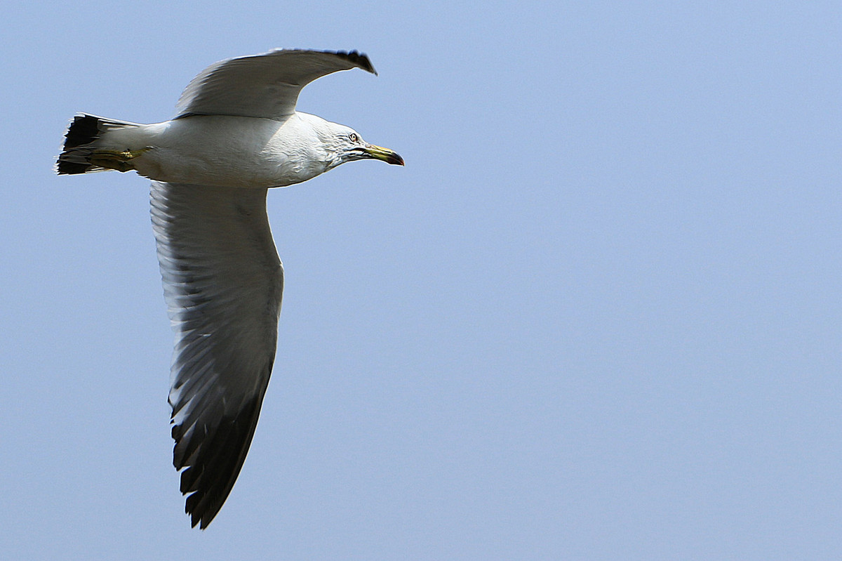 亲爱的，你慢慢飞