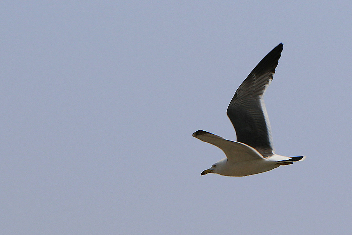 亲爱的，你慢慢飞