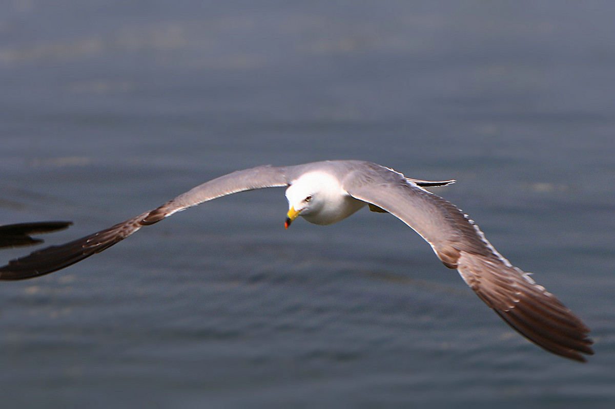 亲爱的，你慢慢飞