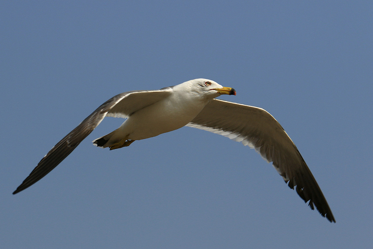 亲爱的，你慢慢飞