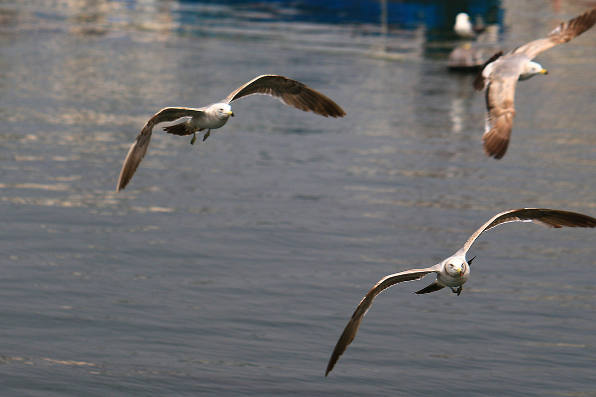 亲爱的，你慢慢飞