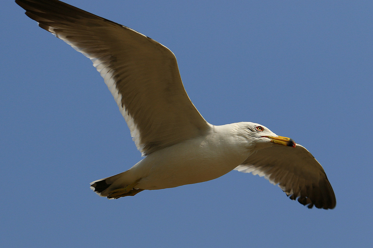 亲爱的，你慢慢飞