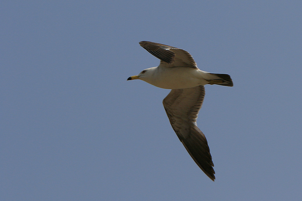 亲爱的，你慢慢飞