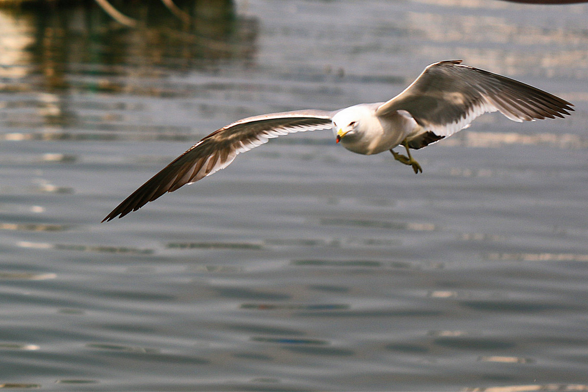 亲爱的，你慢慢飞