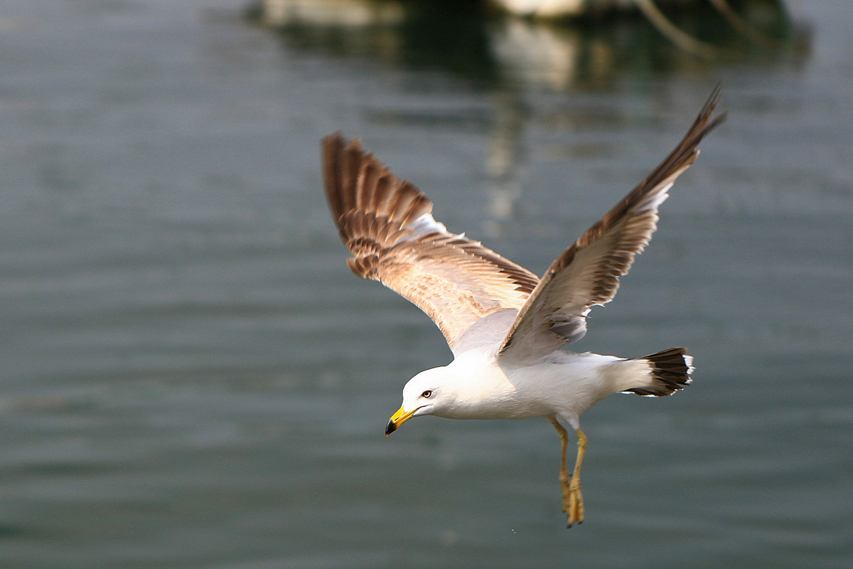 亲爱的，你慢慢飞