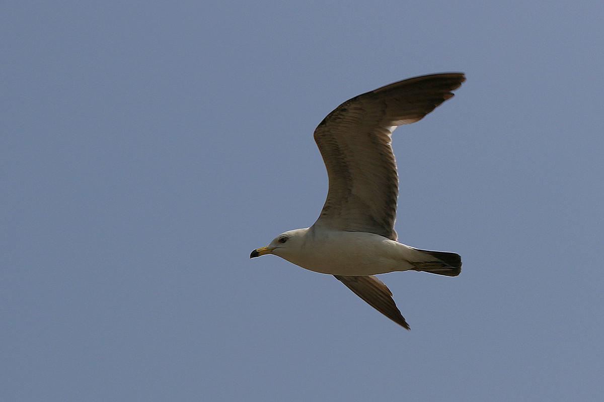 亲爱的，你慢慢飞