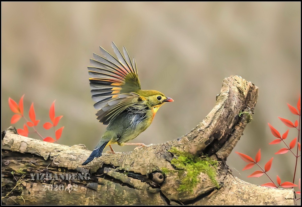 2020年拍鸟记——相思鸟（2）