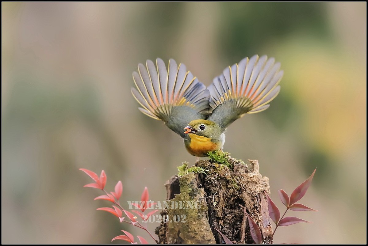 2020年拍鸟记——相思鸟（2）