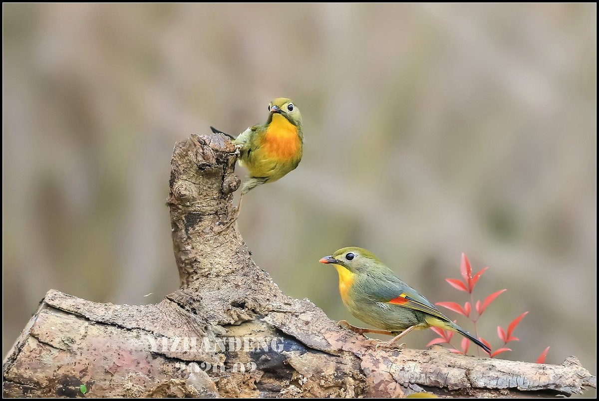 2020年拍鸟记——相思鸟（2）