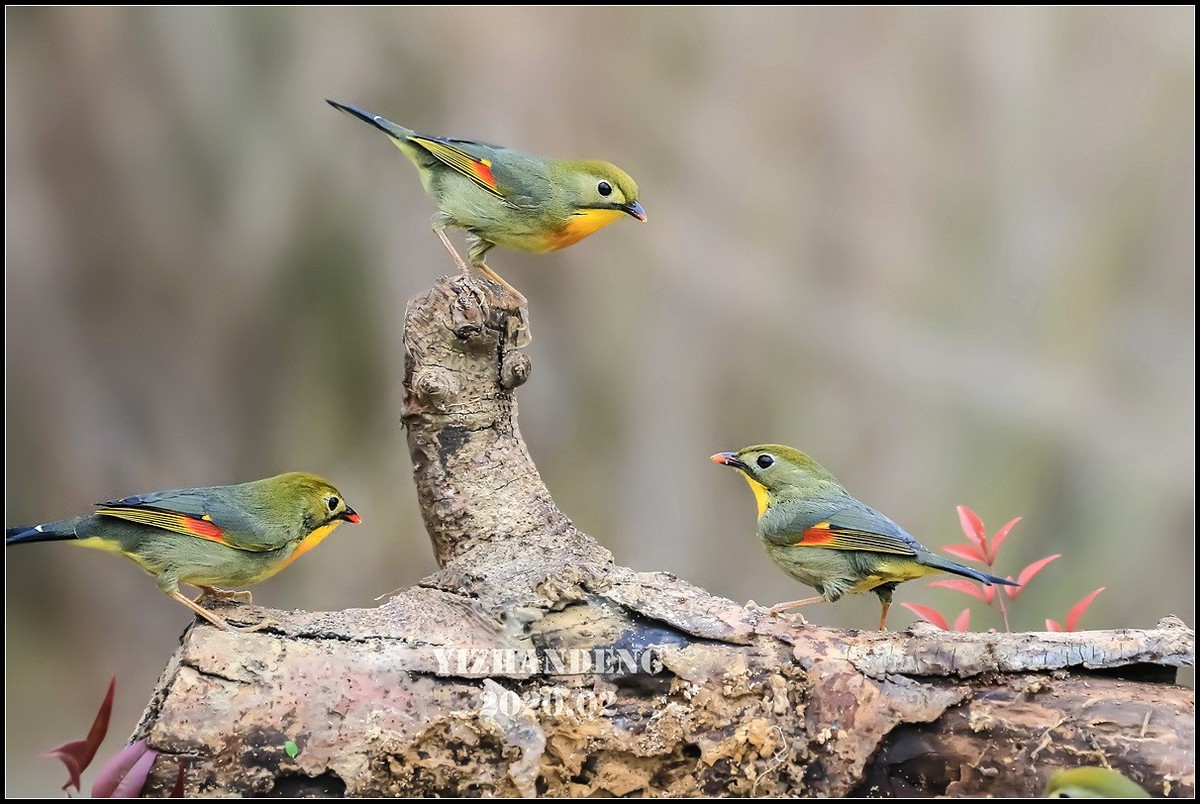 2020年拍鸟记——相思鸟（2）