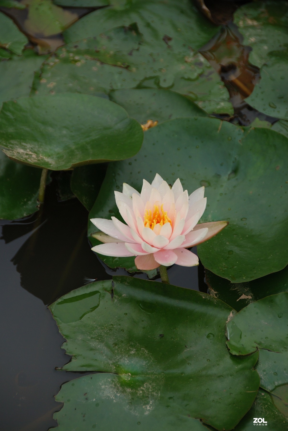 入手D80，体现一下CCD。