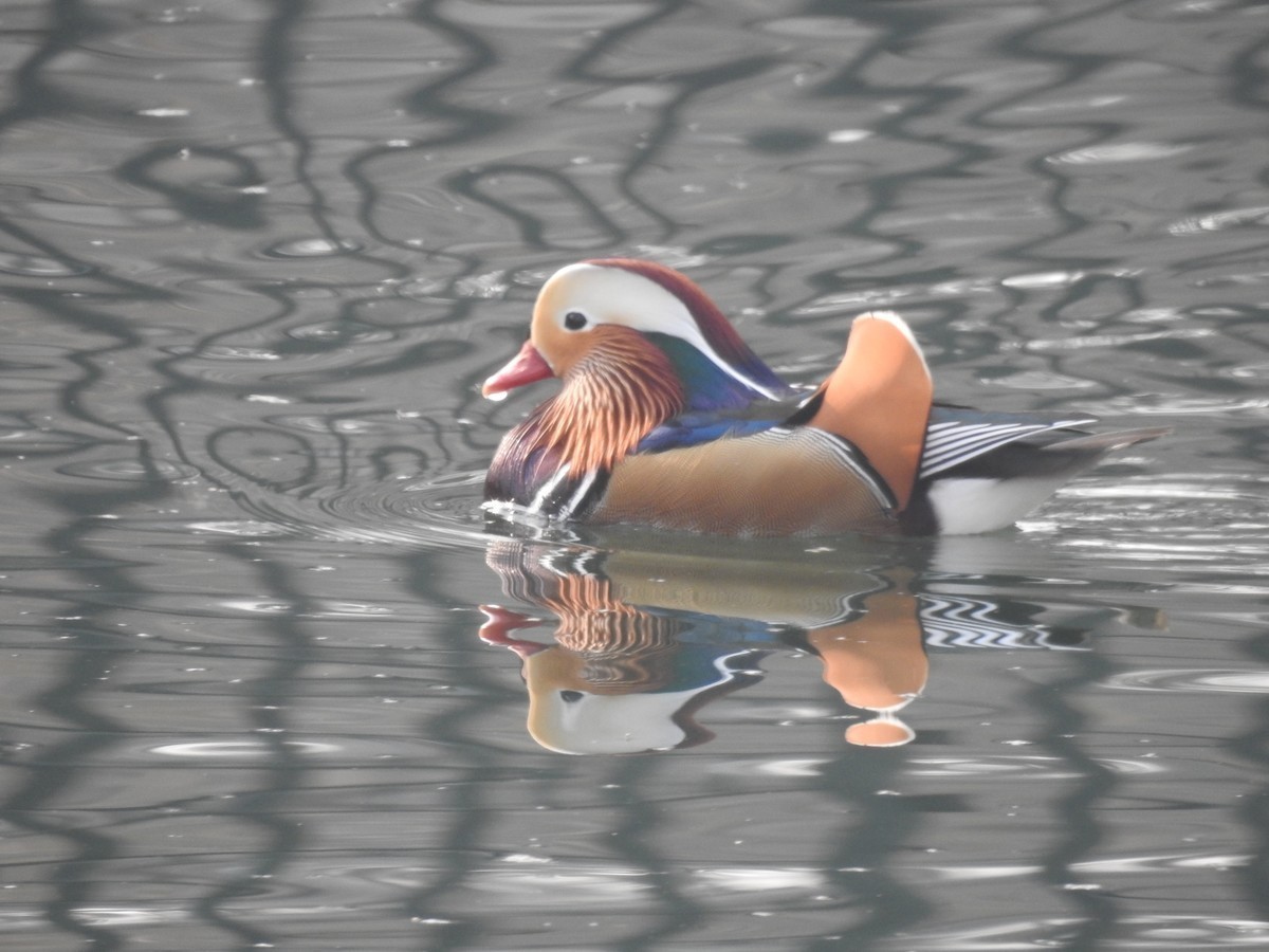 北京动物园P900s手持拍鸟 A档 新人进坛学习第一帖 老师们轻拍