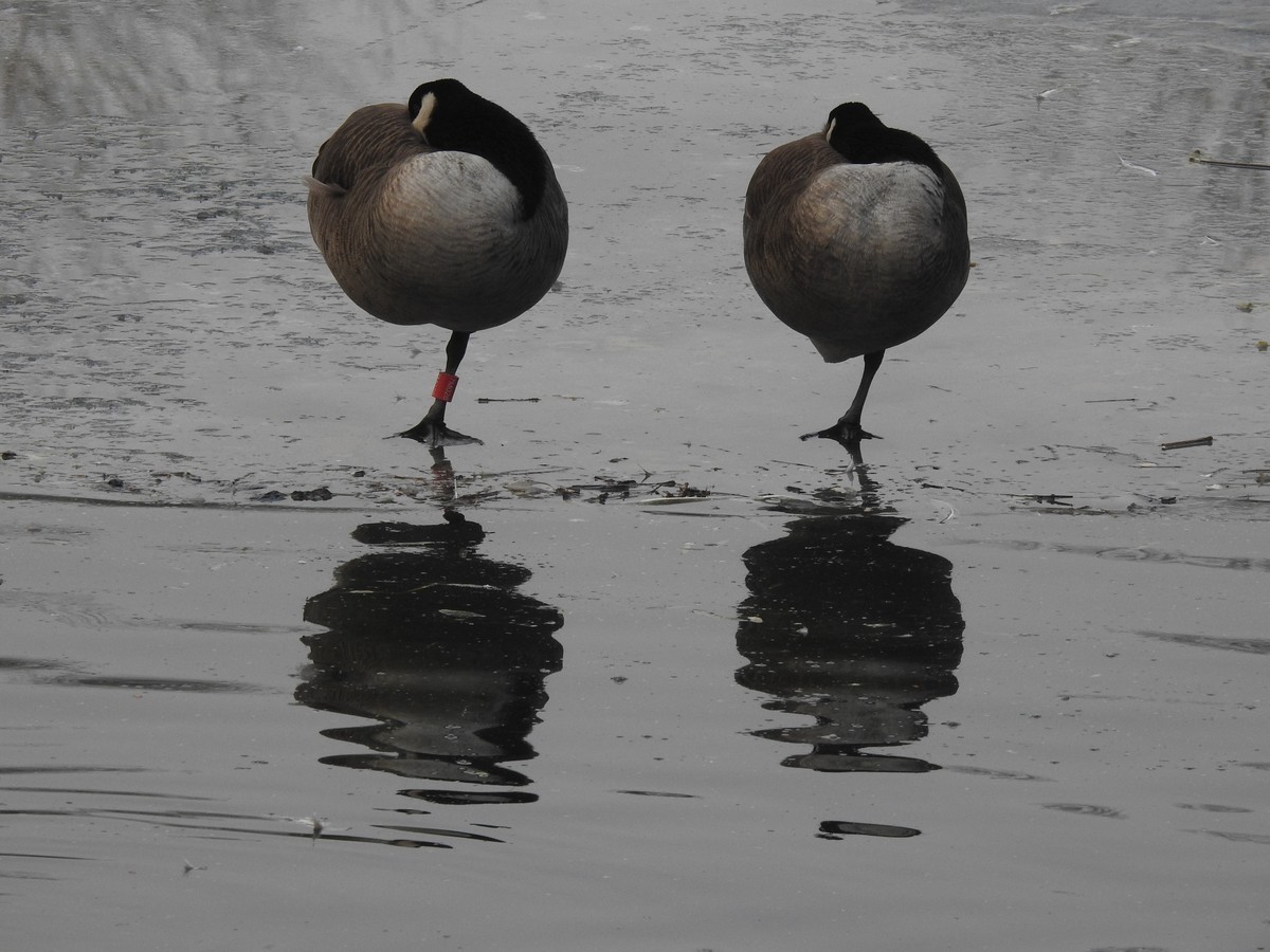 北京动物园P900s手持拍鸟 A档 新人进坛学习第一帖 老师们轻拍