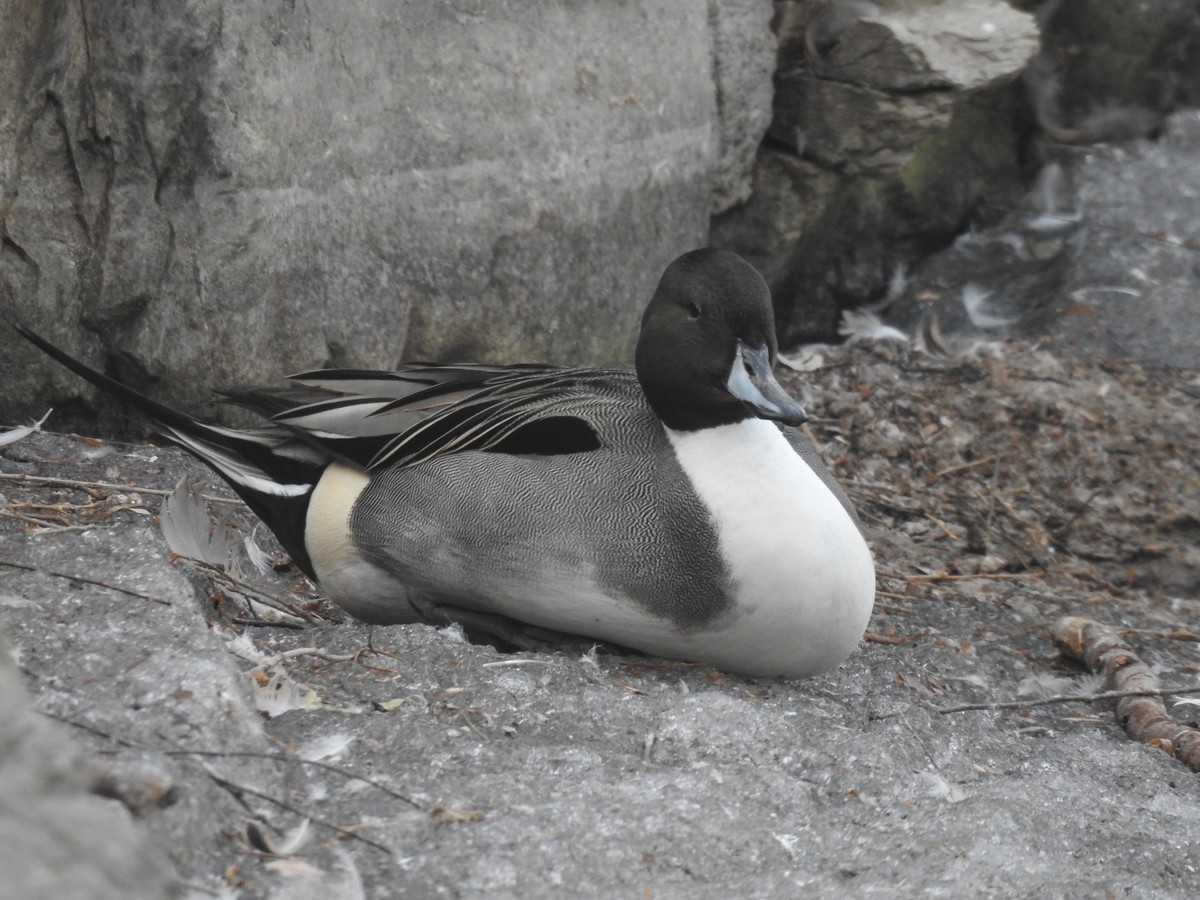 北京动物园P900s手持拍鸟 A档 新人进坛学习第一帖 老师们轻拍