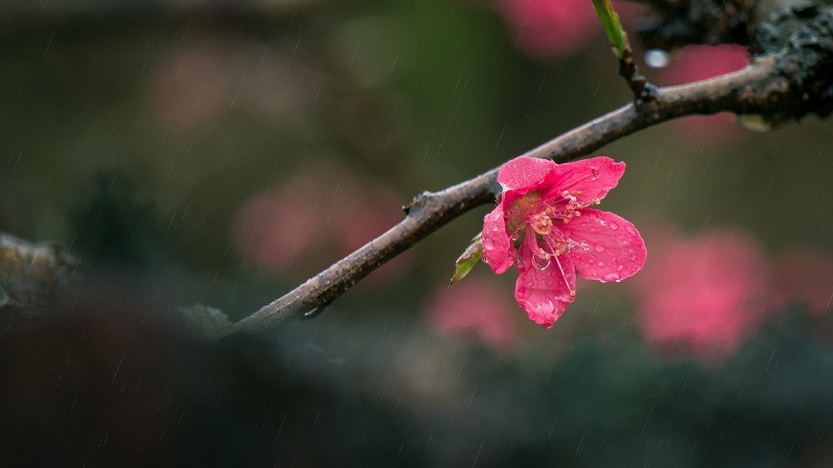 雨中桃花