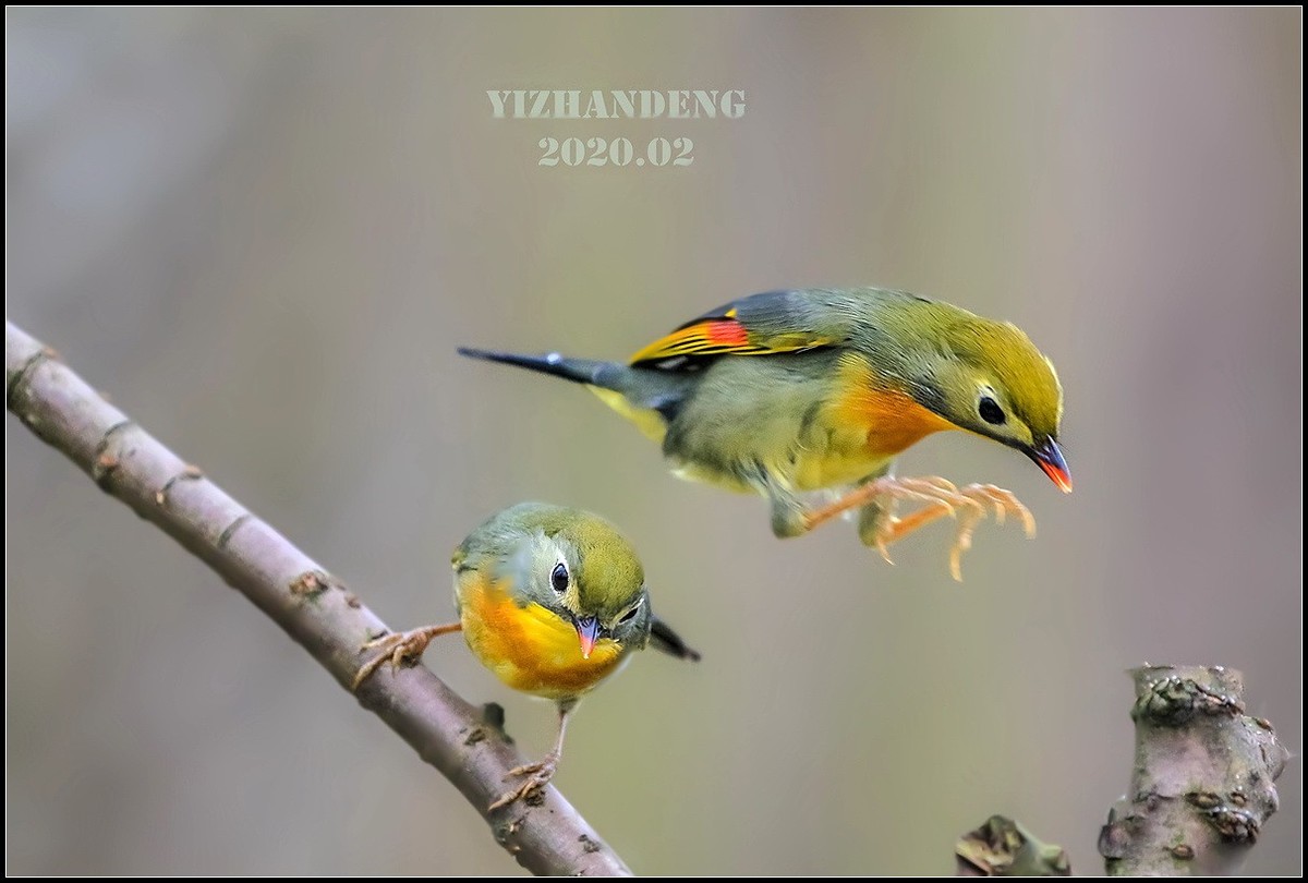 2020年拍鸟记——相思鸟（2）