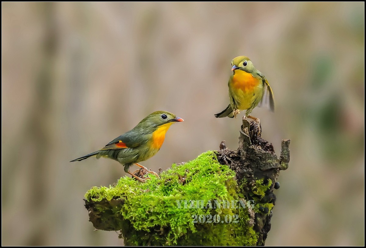 2020年拍鸟记——相思鸟（2）