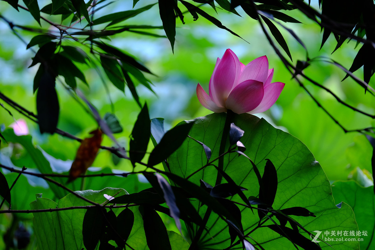 һηĺɻָ̣ͷΪ50-140 F2.8