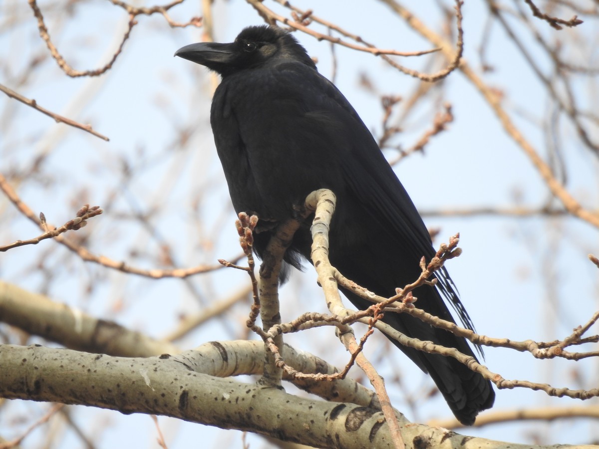 北京动物园P900s手持拍鸟 A档 新人进坛学习第一帖 老师们轻拍
