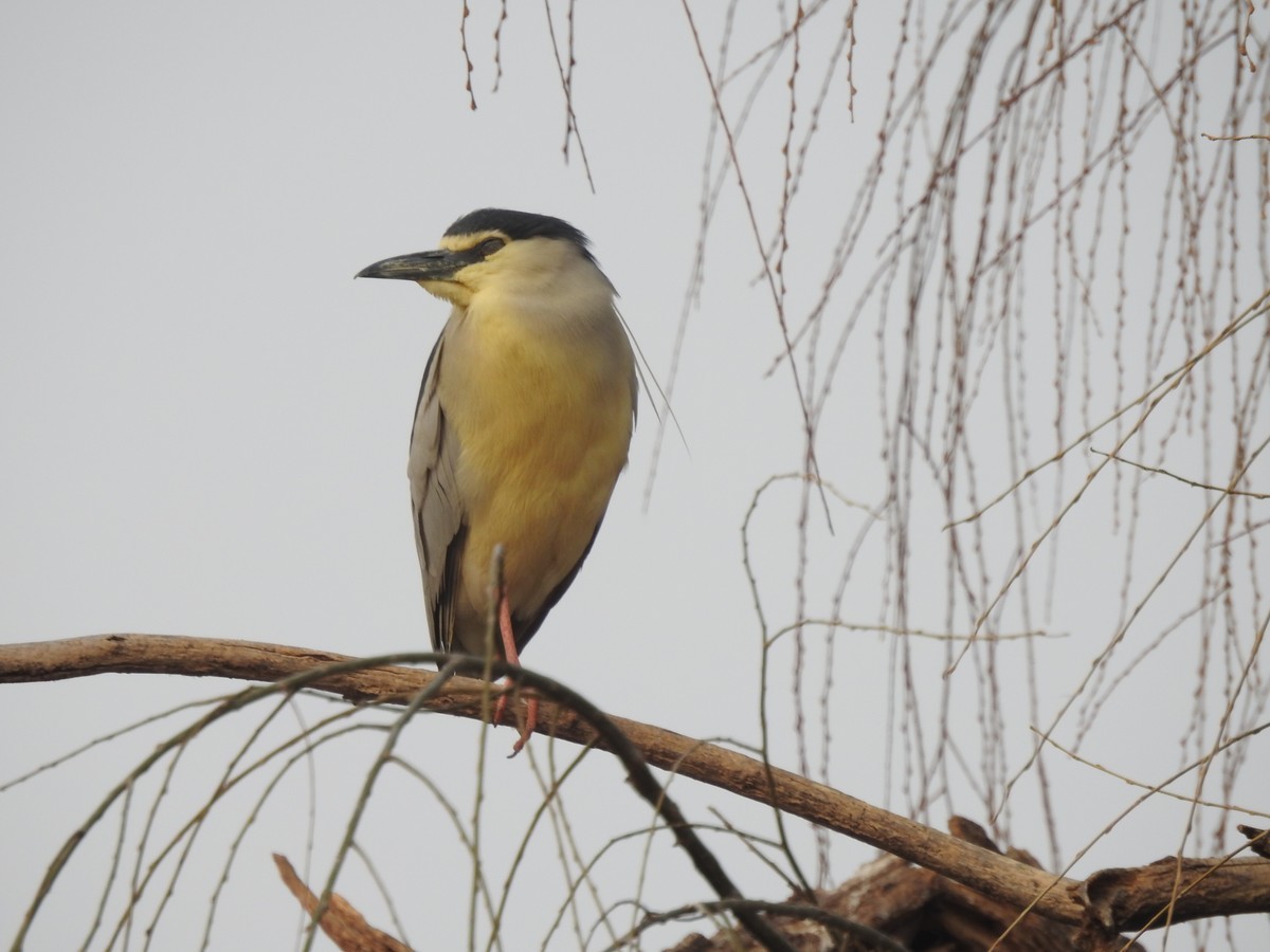 北京动物园P900s手持拍鸟 A档 新人进坛学习第一帖 老师们轻拍
